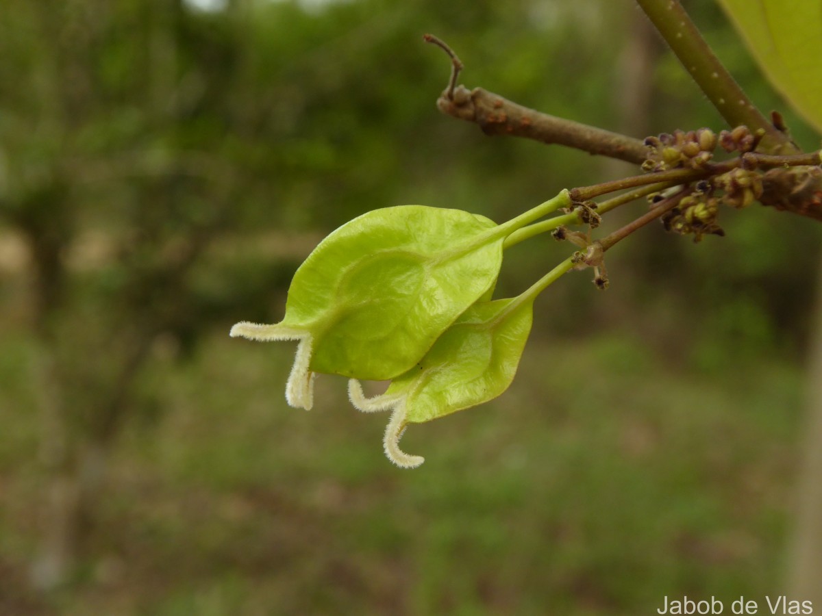 Holoptelea integrifolia (Roxb.) Planch.